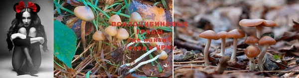 гашик Волоколамск